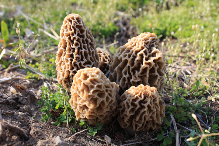 More morels, please!