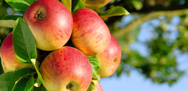 The Canadian Apple Season is Here!