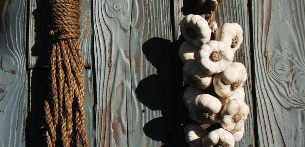 Garlic the Protector