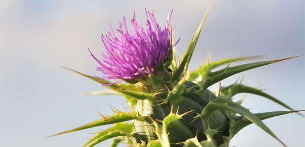 4 Liver-Supporting Herbs