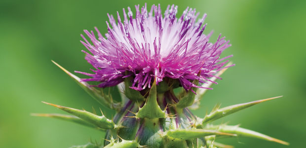 Top 5 Cleansing Herbs