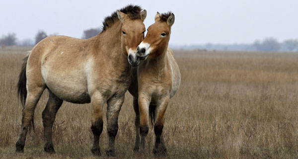 Wildlife Wednesday: Przewalski’s Horse