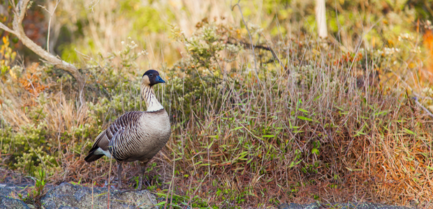 Wildlife Wednesday: Nene Goose