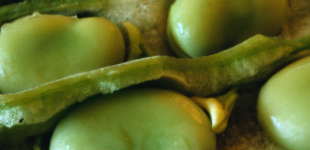 Plant Protein the Body Understands