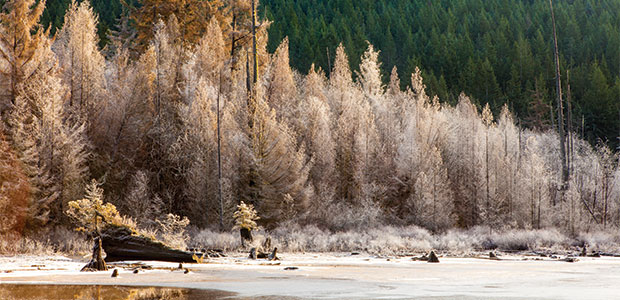 The Art of Contemplation