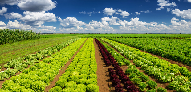Good and Bad News for North American Crop Diversity