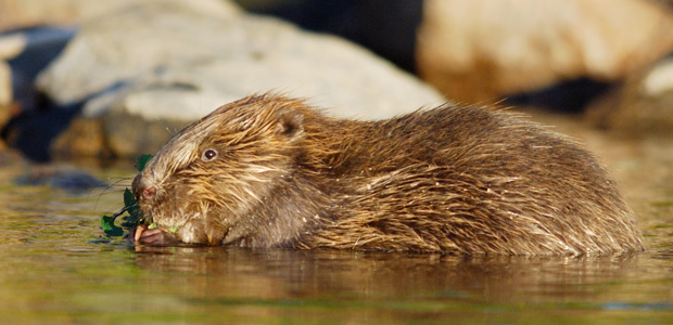 Wildlife Wednesday: Eurasian Beavers