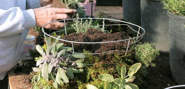 Homegrown Savoury and Sweet