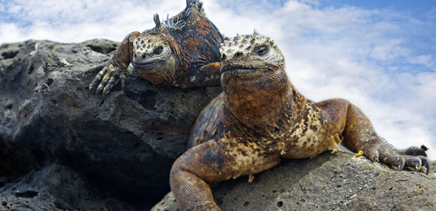 Wildlife Wednesday: Marine Iguana