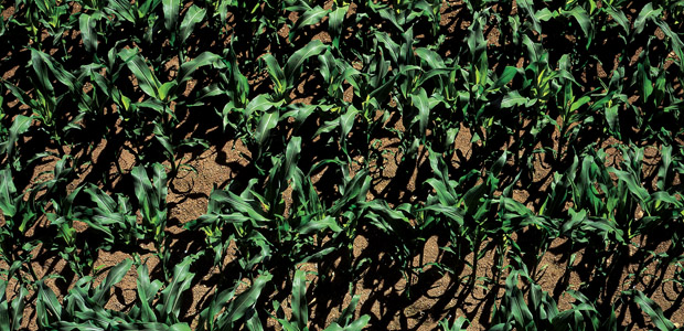 The Unknown Dangers of Food Irradiation