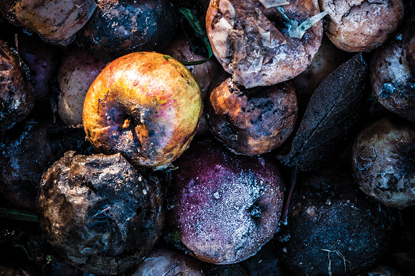Food Waste on the Chopping Block