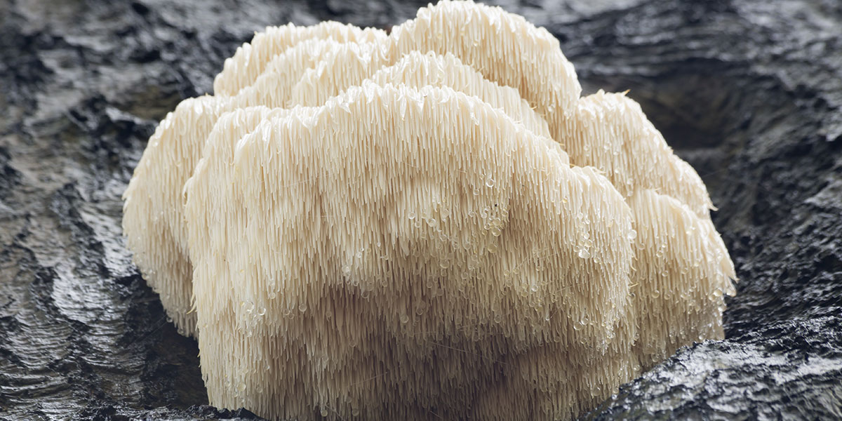 Support Your Second Brain