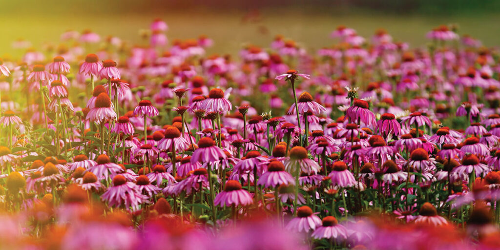 2015: The Year in Review