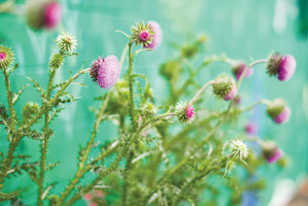 Social Justice Crusader Proves That Love Heals