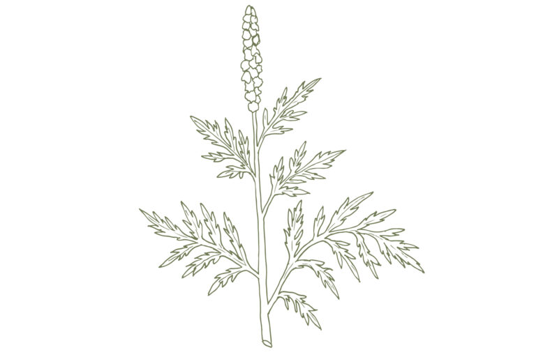 Allergies—Not Just In Spring