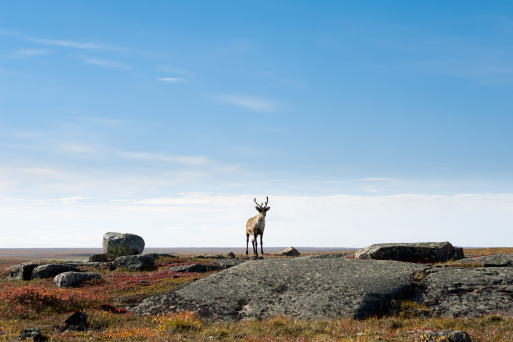 Saving What’s Left of the Caribou