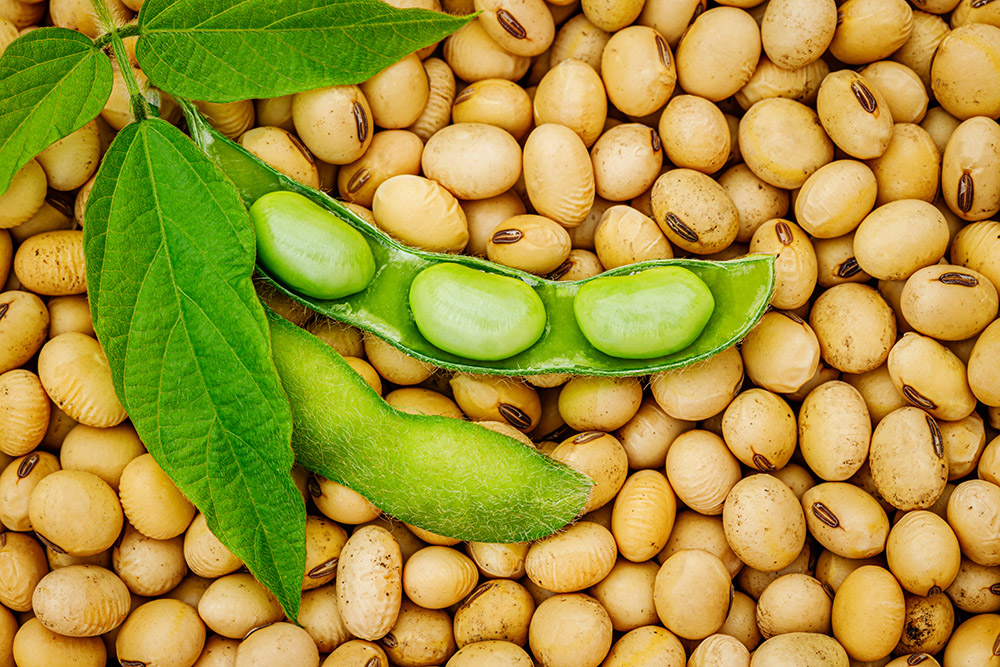 Soy bean, close up. Open green soybean pod on dry soy beans background. Soy bean mature seeds, top view