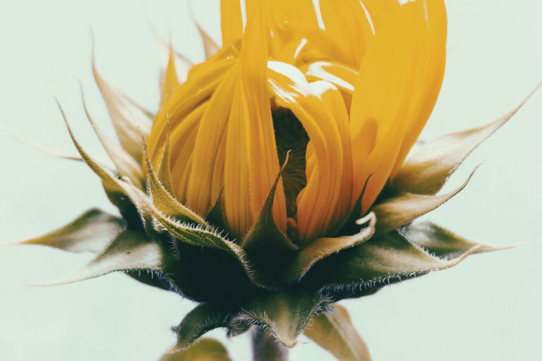 From Trauma to Transformation