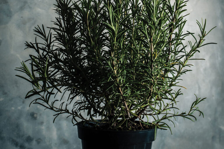 How Does Your Herb Garden Grow?