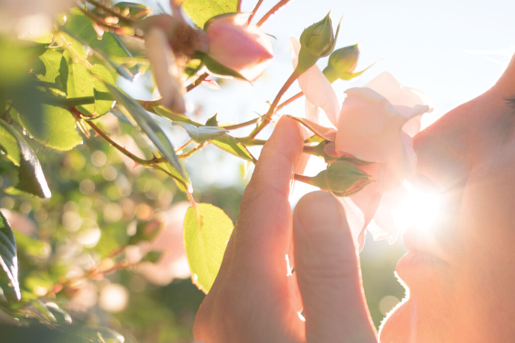 Stop and Smell the Roses