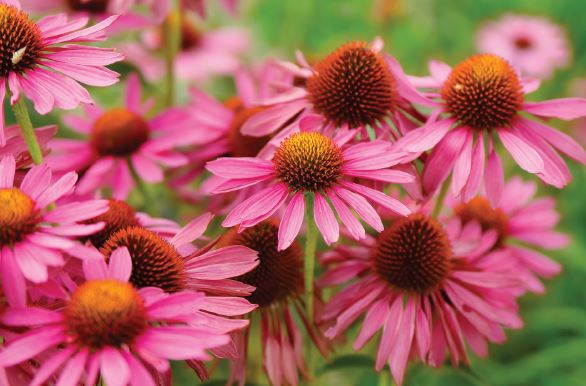 Cold and Flu Be Gone