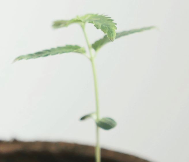 Seniors Turn to Medical Cannabis