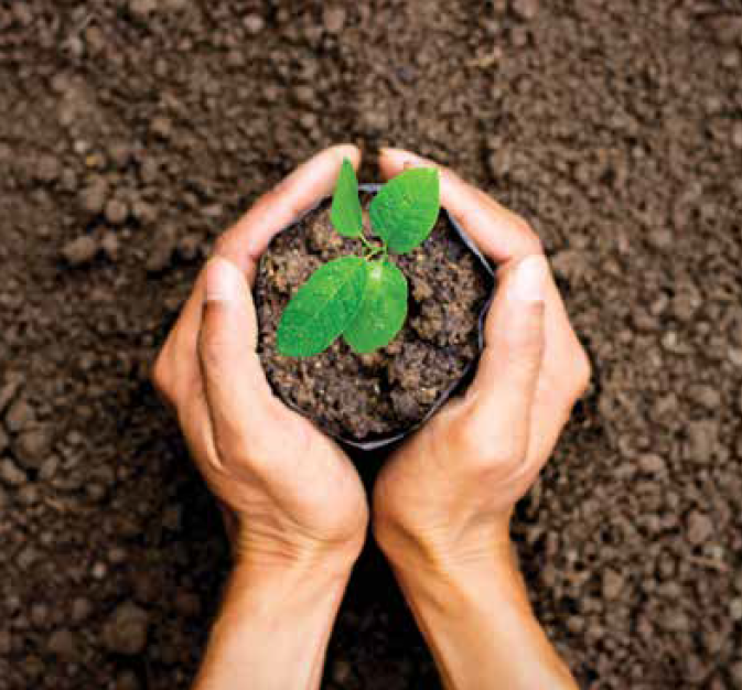 Tree Hugging In The New Millennium