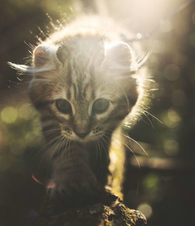 5 Tips to Keep Your Pets Green and Happy