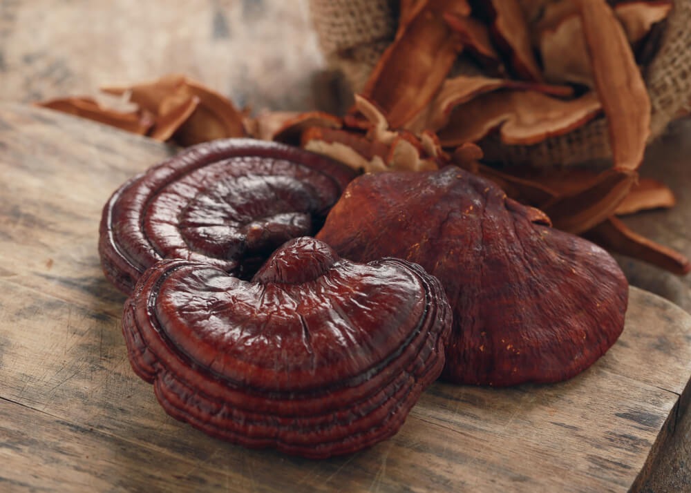 5 Reasons Why We Love Reishi and Chaga