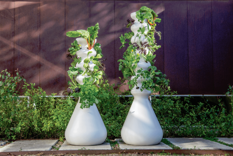 Lettuce Disrupt the Food System