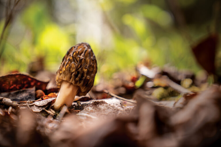 The Secret Life of Fungi
