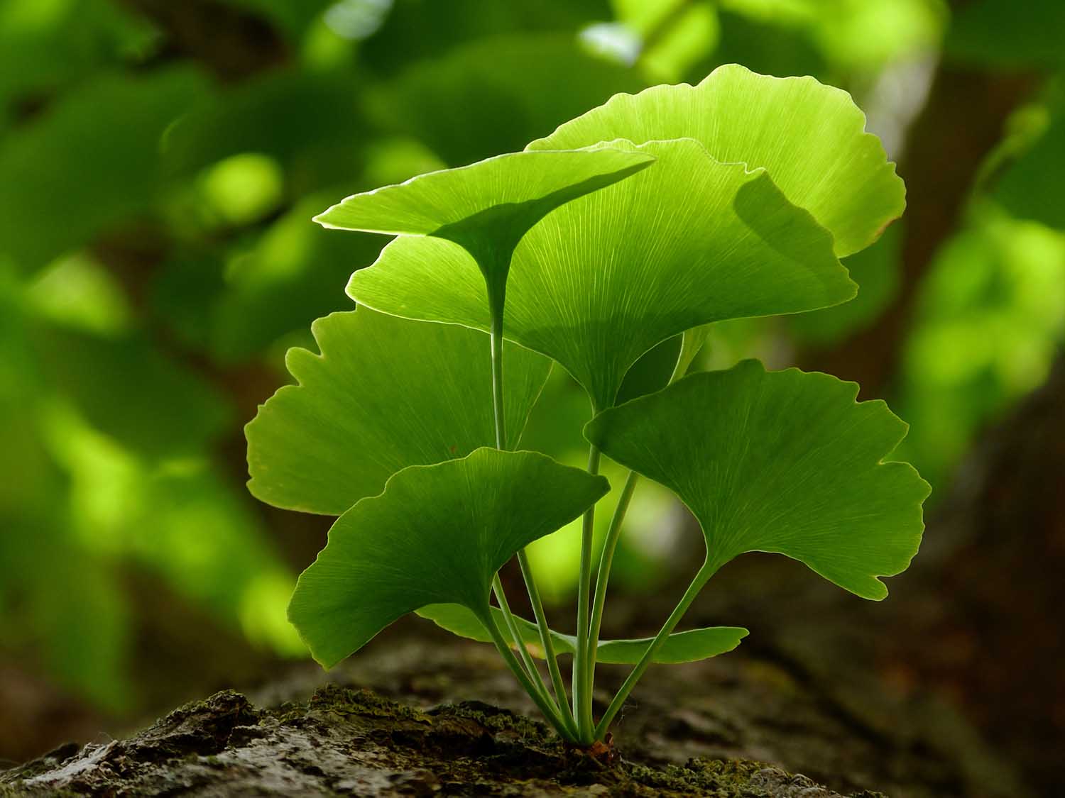 Selective focus of Ginkgo Biloba tree leaves & twig closeup. Beautiful bright yellow green leaves with soft blurry background. Represents herbal medicine concept, Natural medicine & homeopate concept