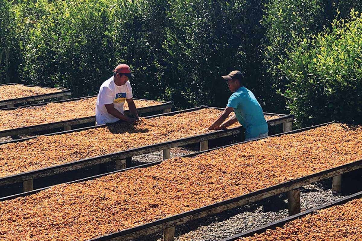 Innovation for Good: Pure Origin and Grounds for Health