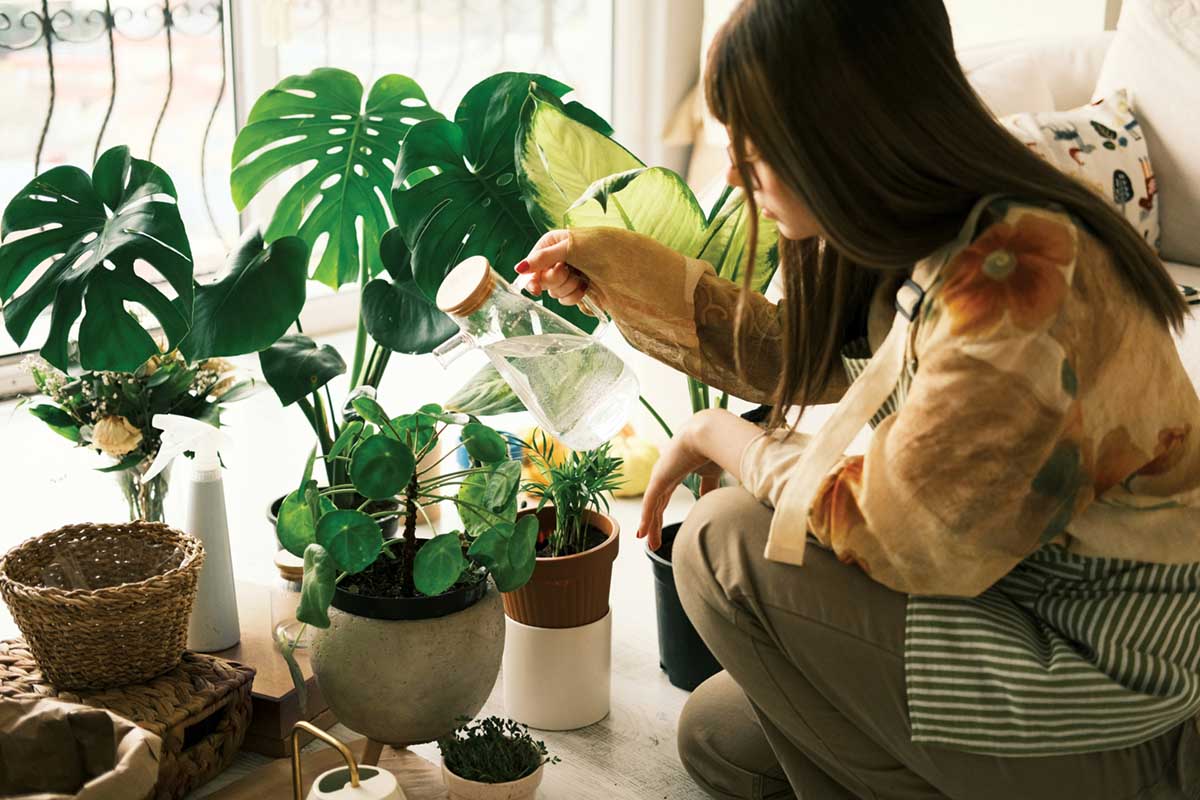 Kin from Another Kingdom