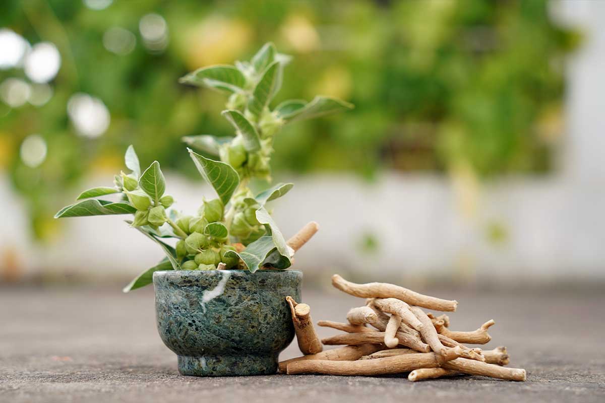 Can Ashwagandha Help Soothe Holiday Stress?