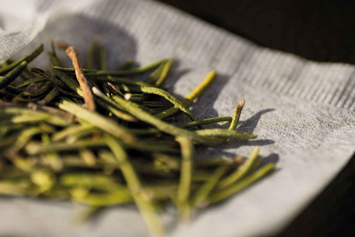 Healing potential of medicinal plants