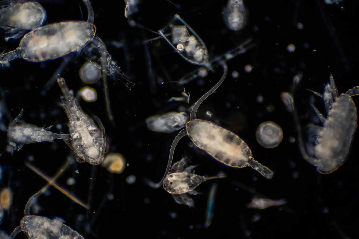 Zooplankton